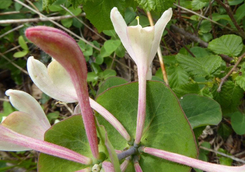 Lonicera caprifolium - Caprifoliaceae